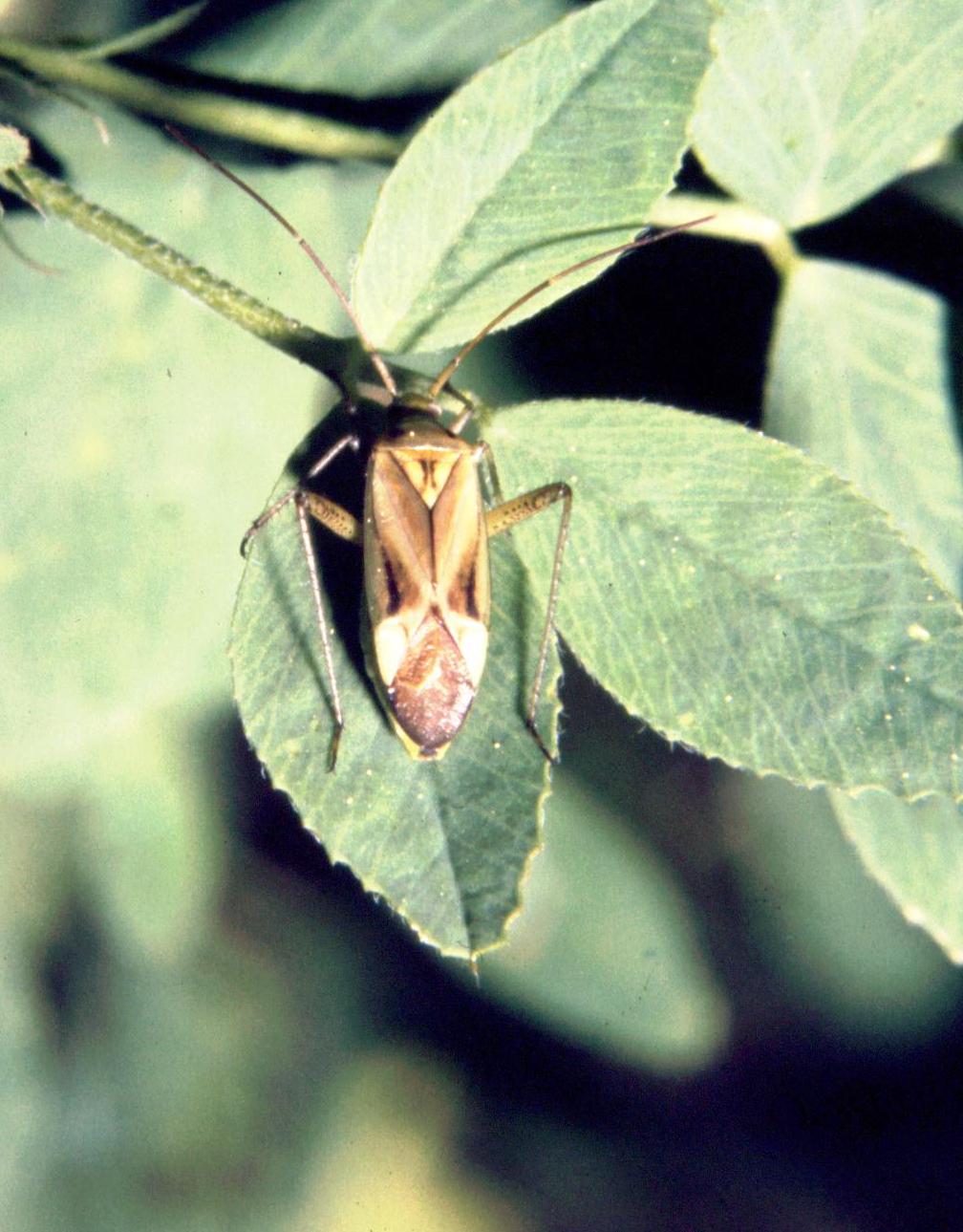 Adelphocoris lineolatus binotatus